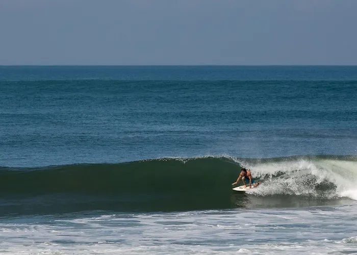 Pitaya Balian Selemadeg (Bali)